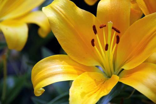 看完百合花在心田