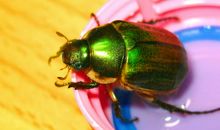 习作：《甲虫的一天》