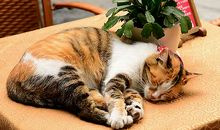 可爱的小花猫作文