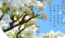 以清明为话题的作文