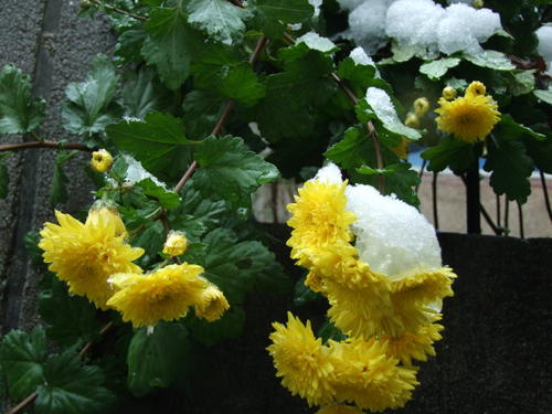 一雪三年级作文