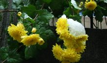 第一场雪三年级作文