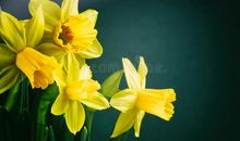 像水仙一样，从容绽放