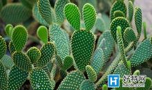 仙人球作文400字