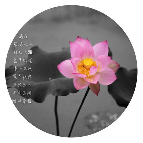 看完张小风雨河