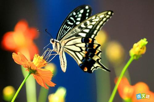 我想成为蝴蝶作品