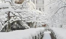 下雪后的作文250字