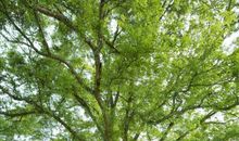 我想变成一棵大树