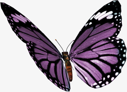 我想成为一只蝴蝶