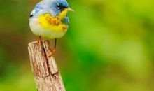 我想变成一只小鸟400字