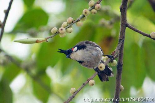 我想成为300字的鸟