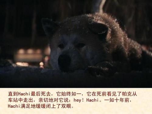 八公的电影评论