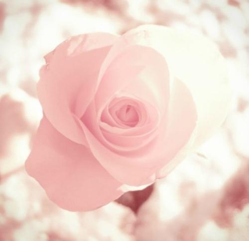 一朵花盛开在一个世界上，相思是一生中的一个人