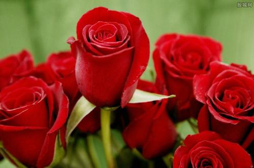 窗台上的红玫瑰