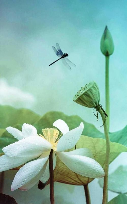 净化心灵的成分