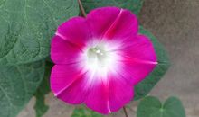 三年级作文牵牛花