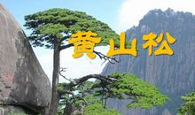 黄山松作文