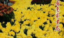 荆门菊花展作文