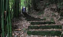 单元习作——感受自然：竹林中