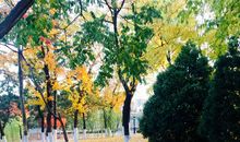 单元习作——感受自然：我是大自然中的一员——秋雨