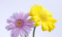 菊花展作文400字