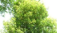 关于香樟树的作文