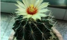 三年级作文我喜欢的花