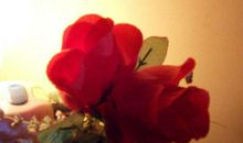 永不凋谢的玫瑰读后感