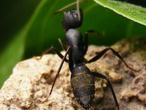 阅读后的蚂蚁和蝉