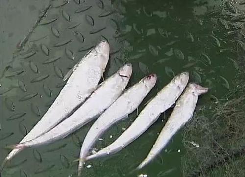 为自己养一个秋刀鱼