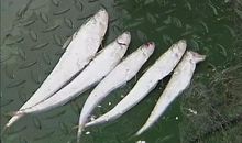 养一条刀鱼给自己