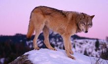 狼的儿子读后感