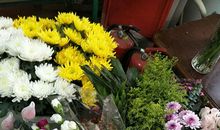 十一枝康乃馨读后感