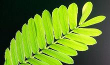 我发现了含羞草的秘密作文