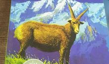 疯羊血顶儿读后感