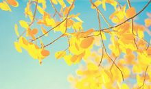 唯美励志的句子致自己：我深知我不努力什么都不是