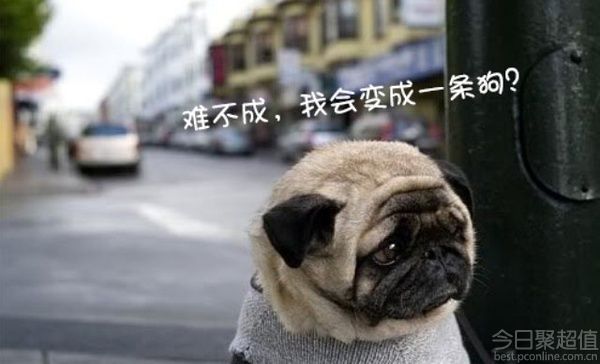 关于没有女朋友的七夕的幽默,七夕的单身狗,有图片1