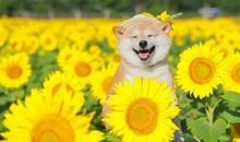 一年级描写心情开心的句子大全 一年级开心的事一句话