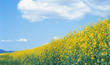 形容很开心快乐的句子 表达今天心情好的句子