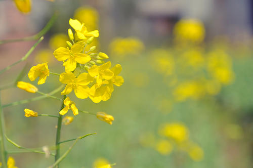 看起来快乐但悲伤的句子看起来快乐但悲伤的句子