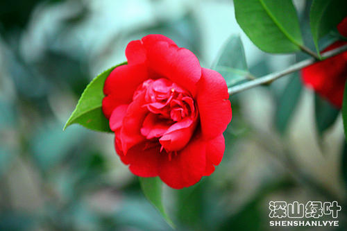 愿你每天快乐的句子，愿你每天快乐的2