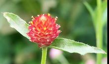 开心阳光点的句子说说心情 心里有阳光的句子说说