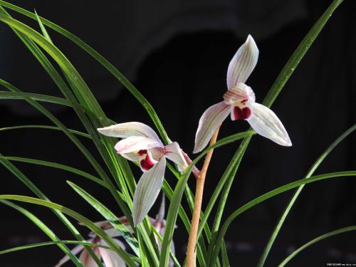 表达幸福和幸福的句子，谈论情绪，幸福快乐的经典句子