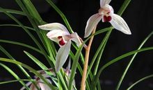 表达快乐开心的句子说说心情 开心快乐的经典句子