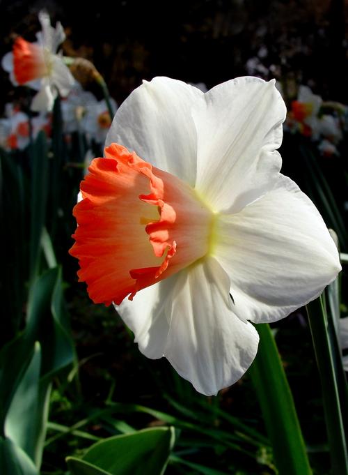 用来描述使人开心的快乐幽默的句子的句子2