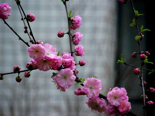 关于幸福的简单句子，关于幸福的简单句子