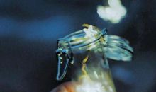 你放弃我你会后悔的的句子和图片