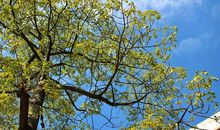 描写开心的句子30字 一段话描写开心的心情30字