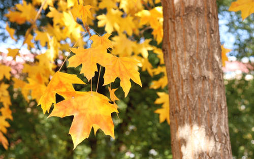 愿你快乐美丽的句子愿你快乐美丽的句子