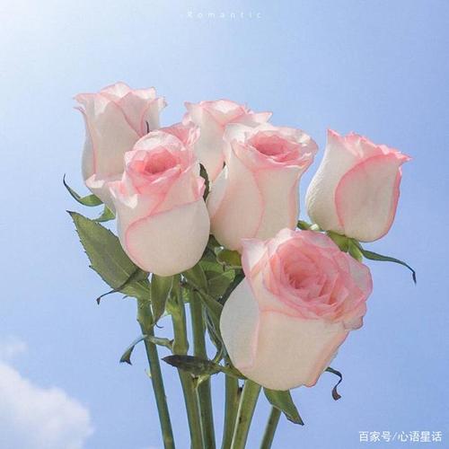 情人节送给女友的温馨句子